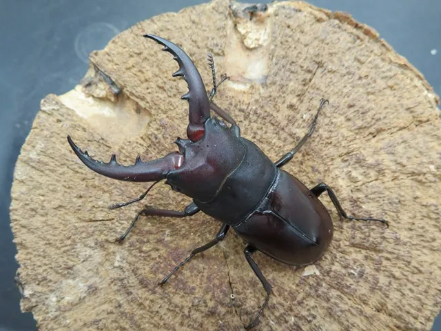 クメジマノコギリクワガタ60ミリ