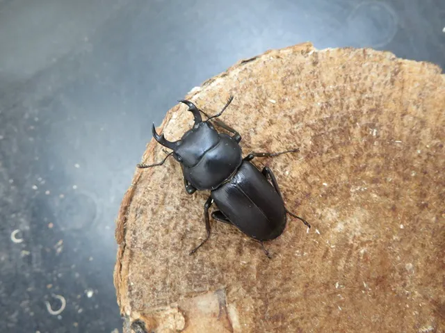 アマミコクワガタ36ミリペア販売/クワガタ工房 虫吉