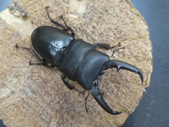 本土ヒラタクワガタ（熊本県産）67ミリペア販売/クワガタ工房 虫吉