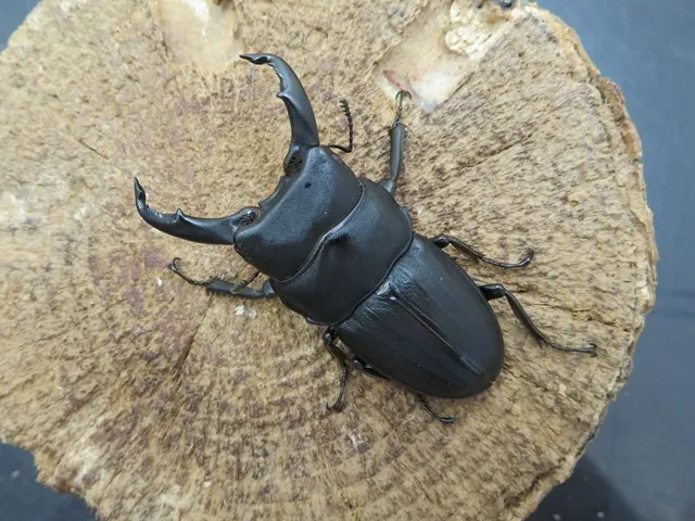 スジブトヒラタクワガタ（徳之島産）55ミリペア販売/クワガタ工房 虫吉