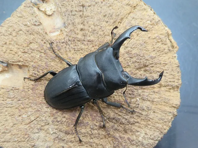 スジブトヒラタクワガタ（徳之島）58ミリ