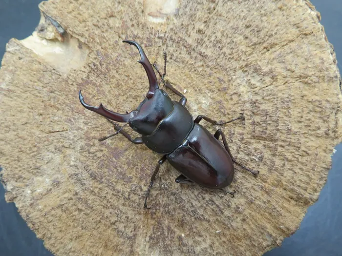 トカラコクワガタ（中之島）47ミリ