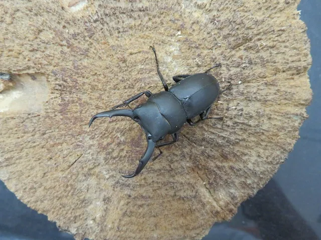 天然コクワガタ（熊本県産）38ミリ