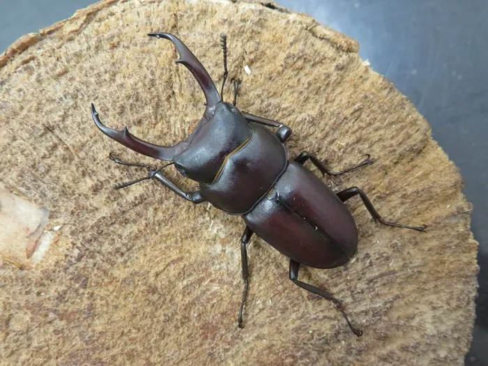 ヤクシマコクワガタ（屋久島産）49ミリペア販売/クワガタ工房 虫吉