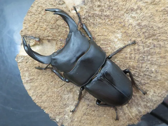 手渡し可能 トリオ 80mm 新成虫 久留米産 オオクワガタ ♂1 ♀2