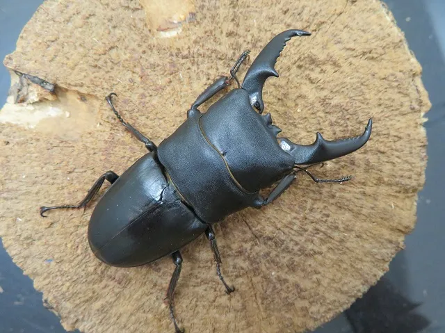 本土ヒラタクワガタ（宮崎県産）66ミリ