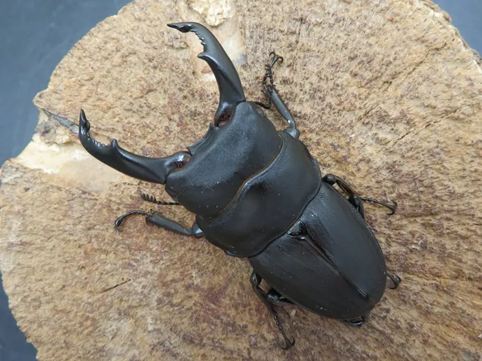 スジブトヒラタクワガタ（奄美大島）63ミリ
