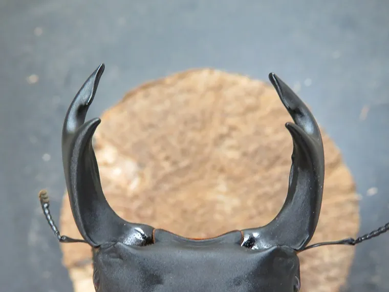 訳あり品】国産オオクワガタ佐賀県神埼産80ミリペア販売