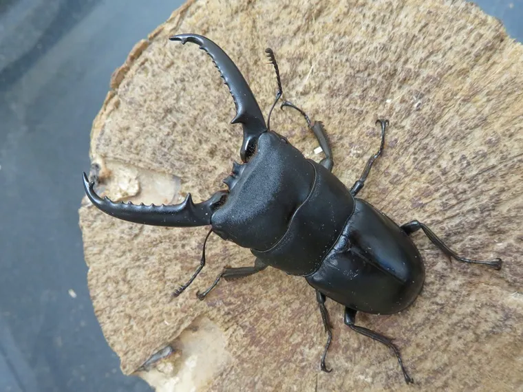 ツシマヒラタクワガタ63ミリ