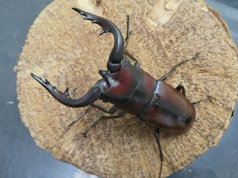 トカラノコギリクワガタ(中之島)71ミリ