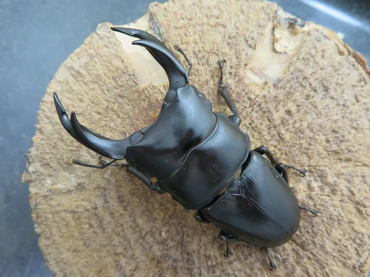 オオクワガタ（佐賀県神埼産）70ミリペア販売/クワガタ工房 虫吉