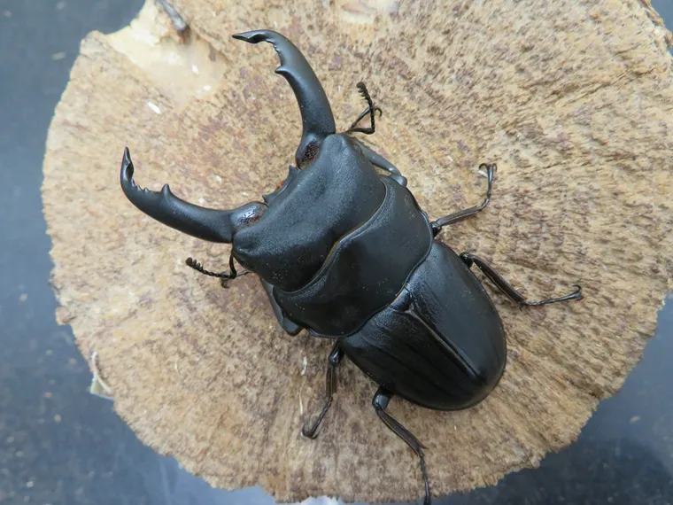 スジブトヒラタクワガタ（奄美大島）63ミリ