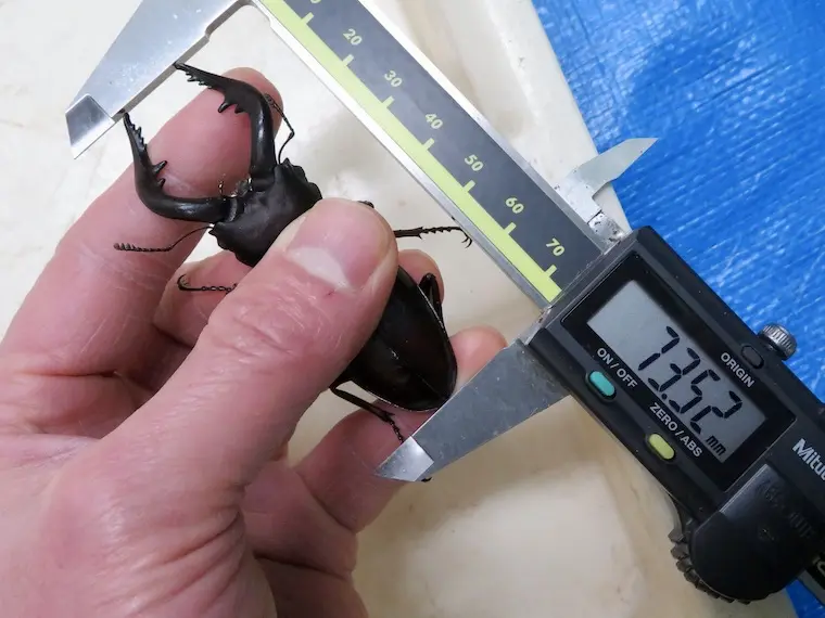 ヤクシマノコギリクワガタ73ミリペア販売/クワガタ工房 虫吉