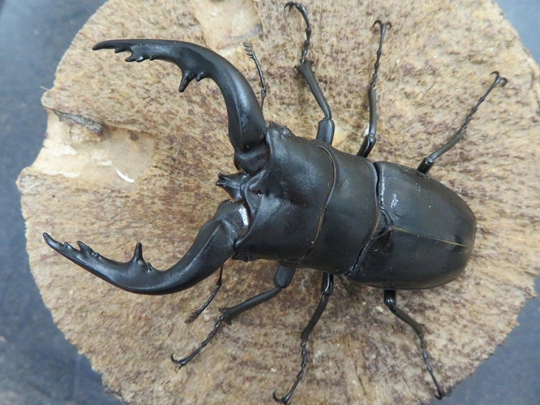 アマミノコギリクワガタ79ミリ