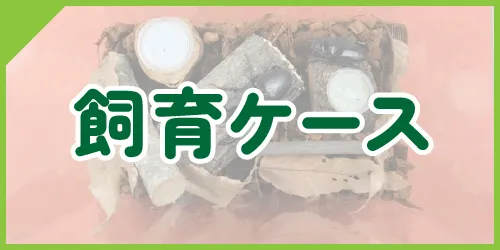 飼育ケース