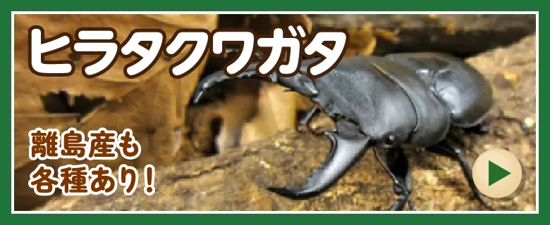 ヒラタクワガタ
