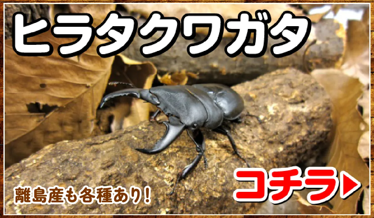 ヒラタクワガタ
