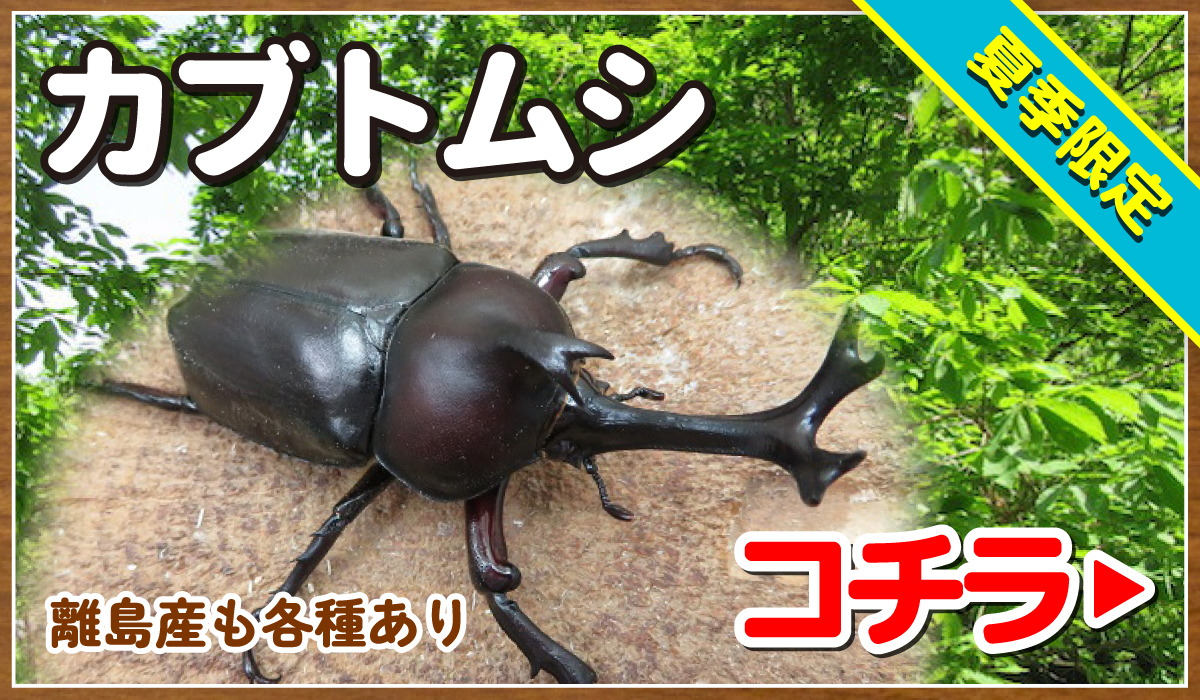 カブトムシ