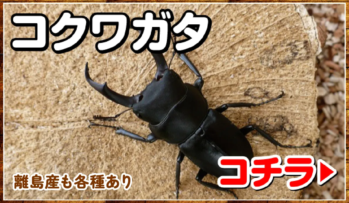 コクワガタ