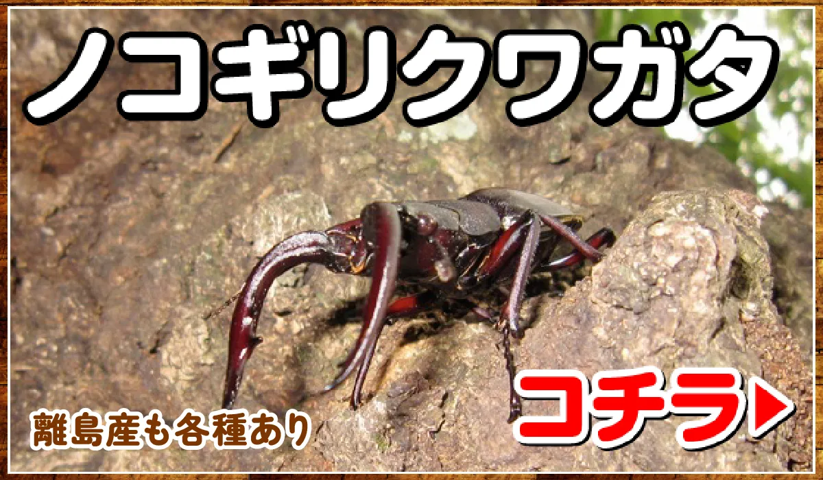 ノコギリクワガタ