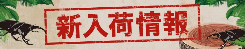 新入荷情報
