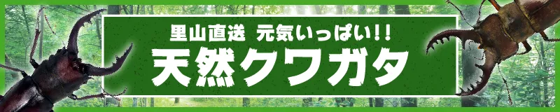 天然クワガタ