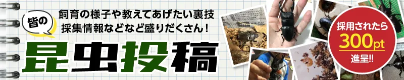 皆の昆虫投稿