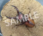 商品ページの画像について