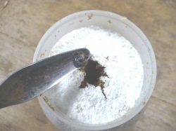 菌糸ビンにクワガタの幼虫をいれます