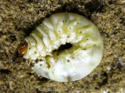 終齢末期に差し掛かったクワガタの幼虫