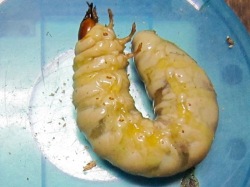 黄色くなったクワガタの幼虫