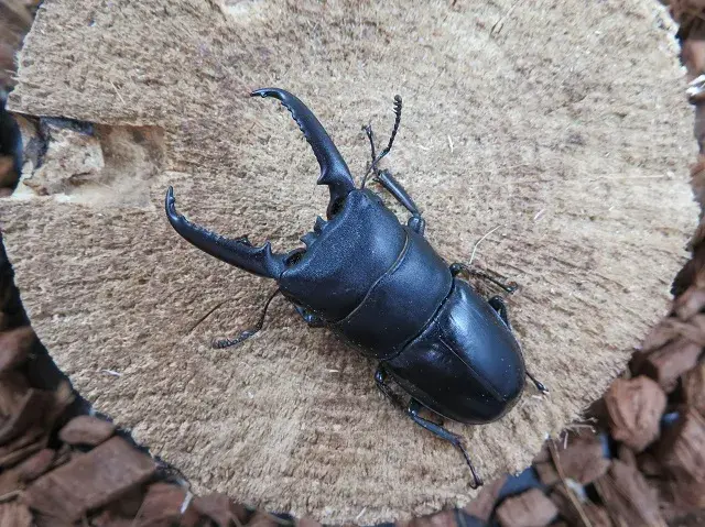 天然イキヒラタクワガタ55ミリ
