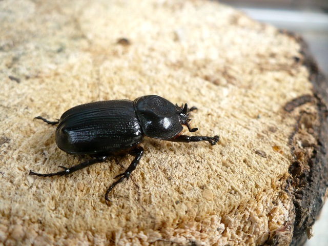 コカブトムシ