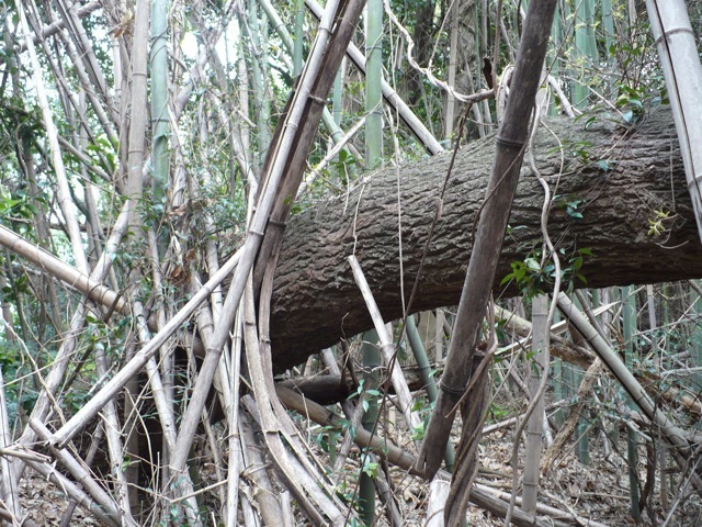 竹林に巻き込まれたクヌギの画像