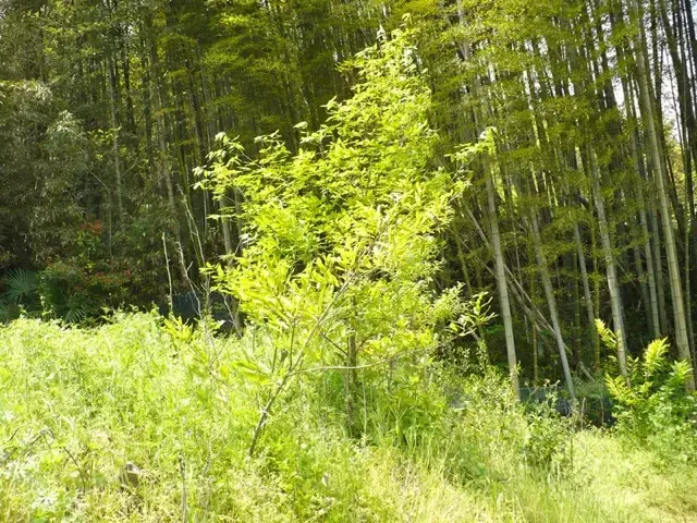 育ったクヌギの木