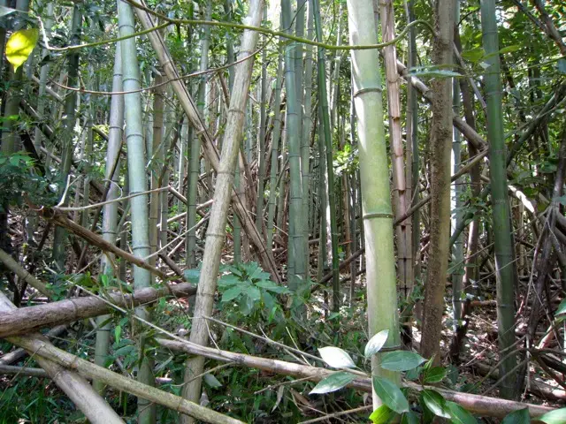 竹林の中