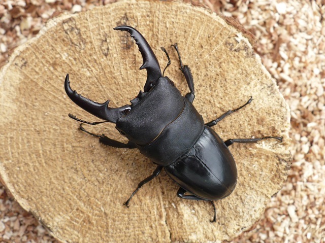 天然ヒラタクワガタ62ミリ