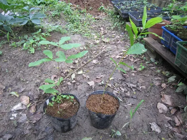 発芽して2ヶ月後