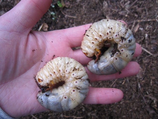 カブトの幼虫