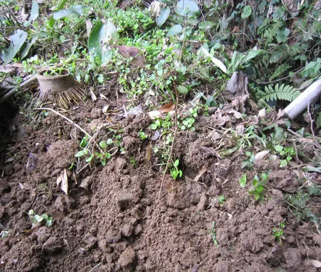 植え終わったクヌギの苗木