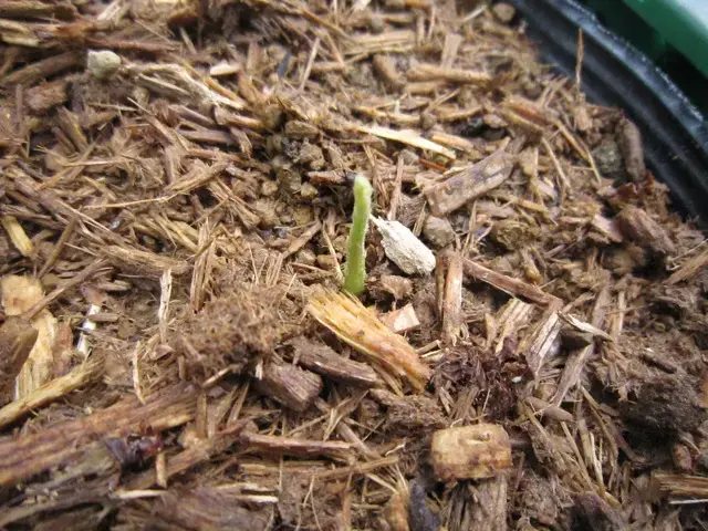 発芽です