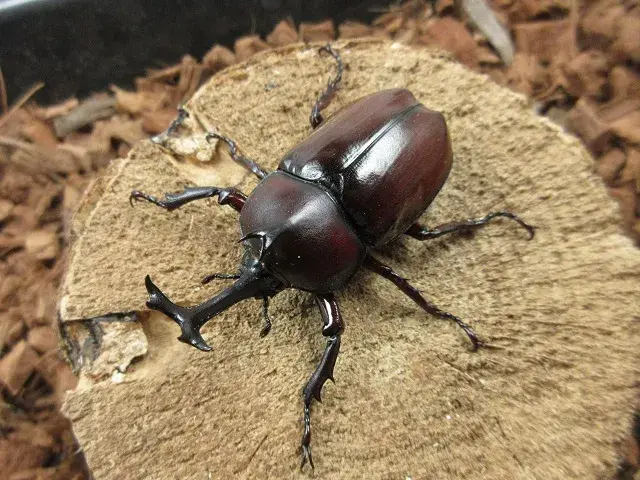 ヤクシマカブトムシ（屋久島）63ミリ