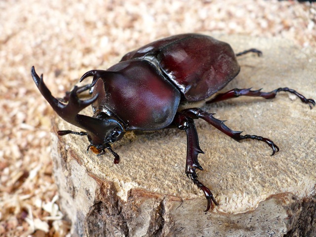 天然カブトムシ70ミリ