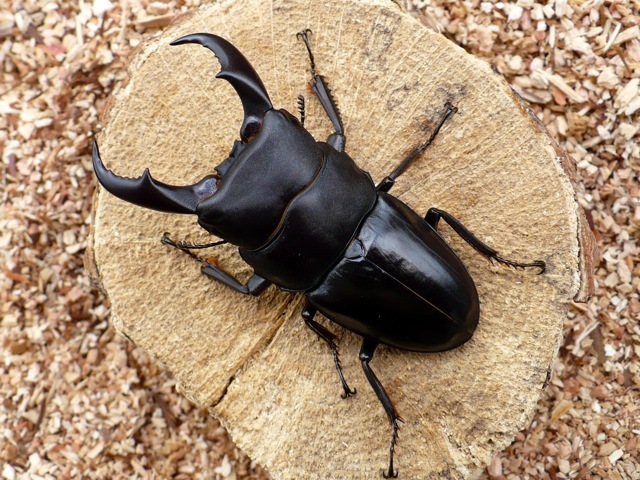 サキシマヒラタのオスの画像