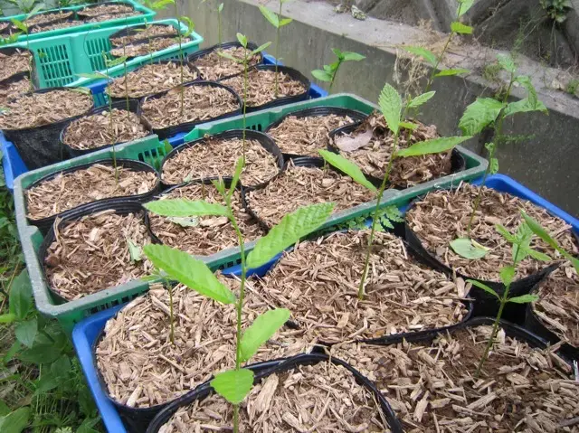 発芽して1ヶ月後