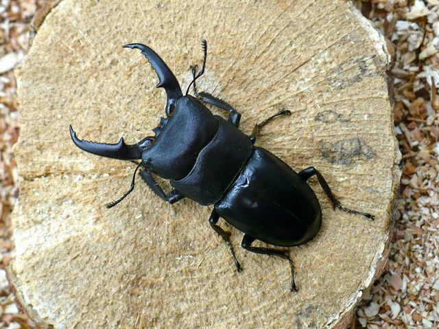 国産ヒラタクワガタ51ミリ
