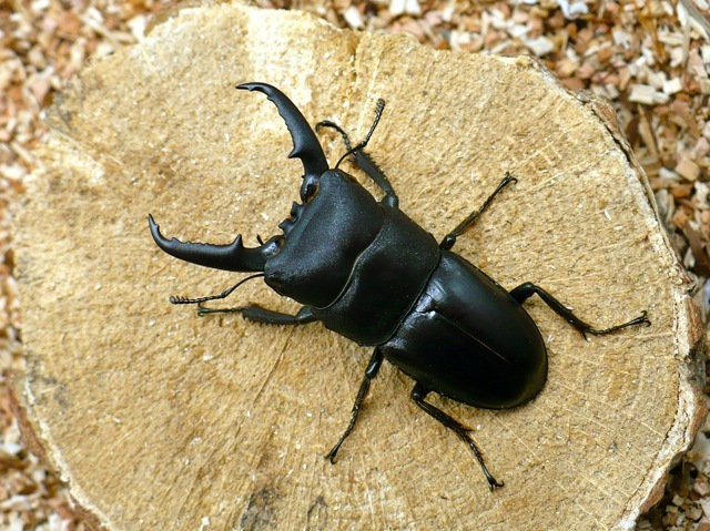 本土ヒラタクワガタ53ミリ