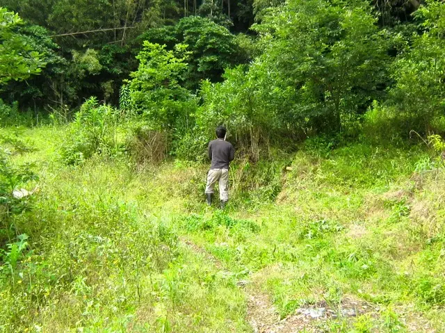 2011年7月のの森
