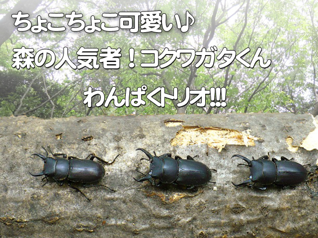 天然コクワガタくんオス3匹セット 福岡県産 販売 クワガタ工房 虫吉