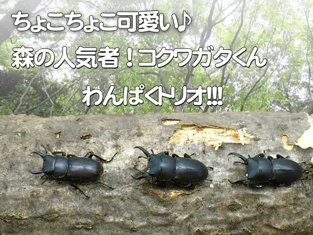 コクワガタくんトリオ